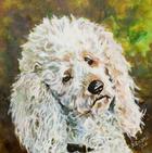 Just-A-Poodle