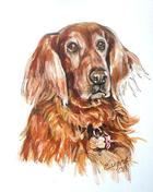 Red Irish Setter