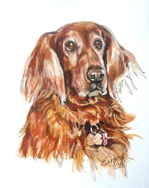 Red Irish Setter