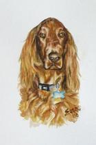 Irish Setter Trevor