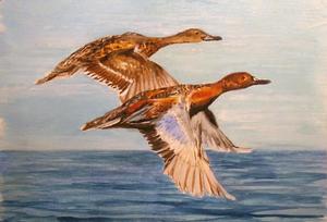 Cinnamon Teals