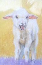Lamb Chop