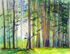 Isley woods, pine woods