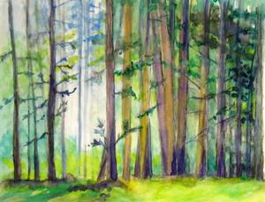 Isley woods, pine woods