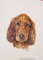 Irish Setter Puppy