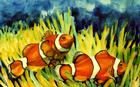 Clown Fish