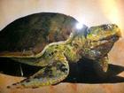 Sea Turtle