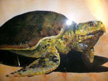 Sea Turtle
