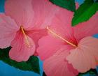Very Pink