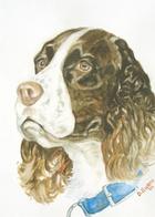 A Regal English Springer Spaniel