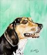A Beagle Beauty