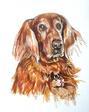 Red Irish Setter