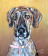 Great Dane