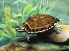Turtle Haven