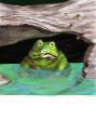 Buford the Frog Lived in a Bog
