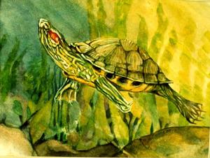 Red-Eared Slider