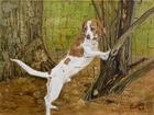 Treeing A Squirrel