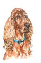 Irish Setter