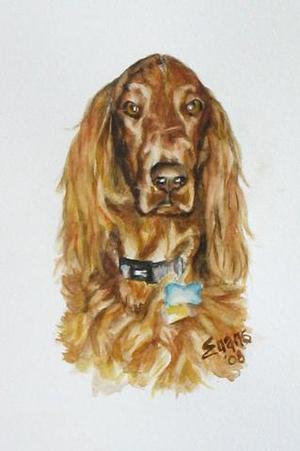 Irish Setter Trevor