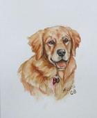 Golden Pup