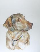 Australian Retriever