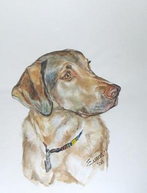 Australian Retriever