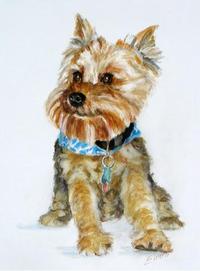 A Portrait of Jack the Yorky