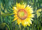 Sunny Delight