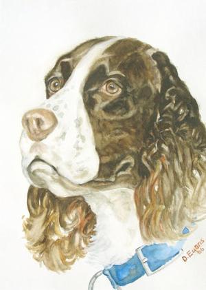 A Regal English Springer Spaniel