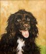 Chocolate Cocker Spaniel