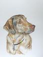 Australian Retriever