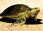 Sea Turtle